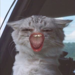 Meet your Posher, Bobby